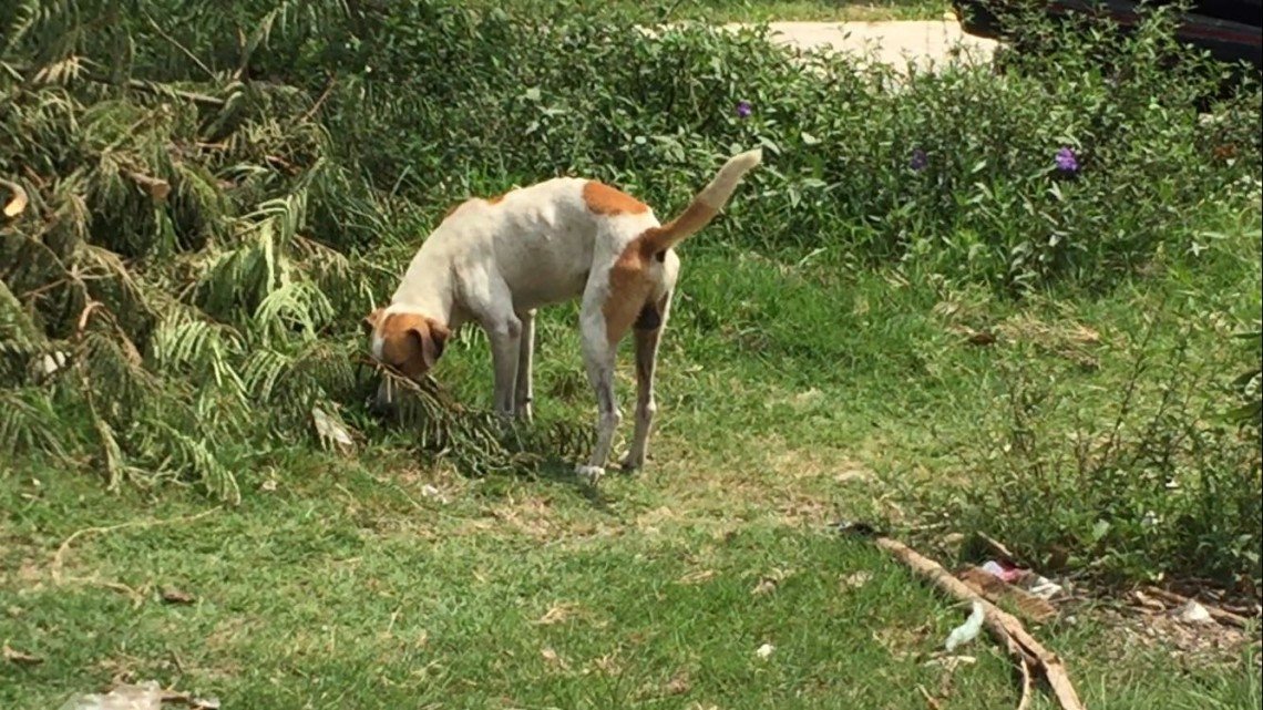 Se lleva a cabo foro para determinar un reglamento de protección a los animales en Altamira