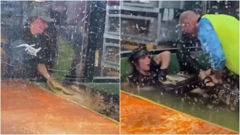 Cocodrilo intenta comerse a su cuidadora y le destroza la mano