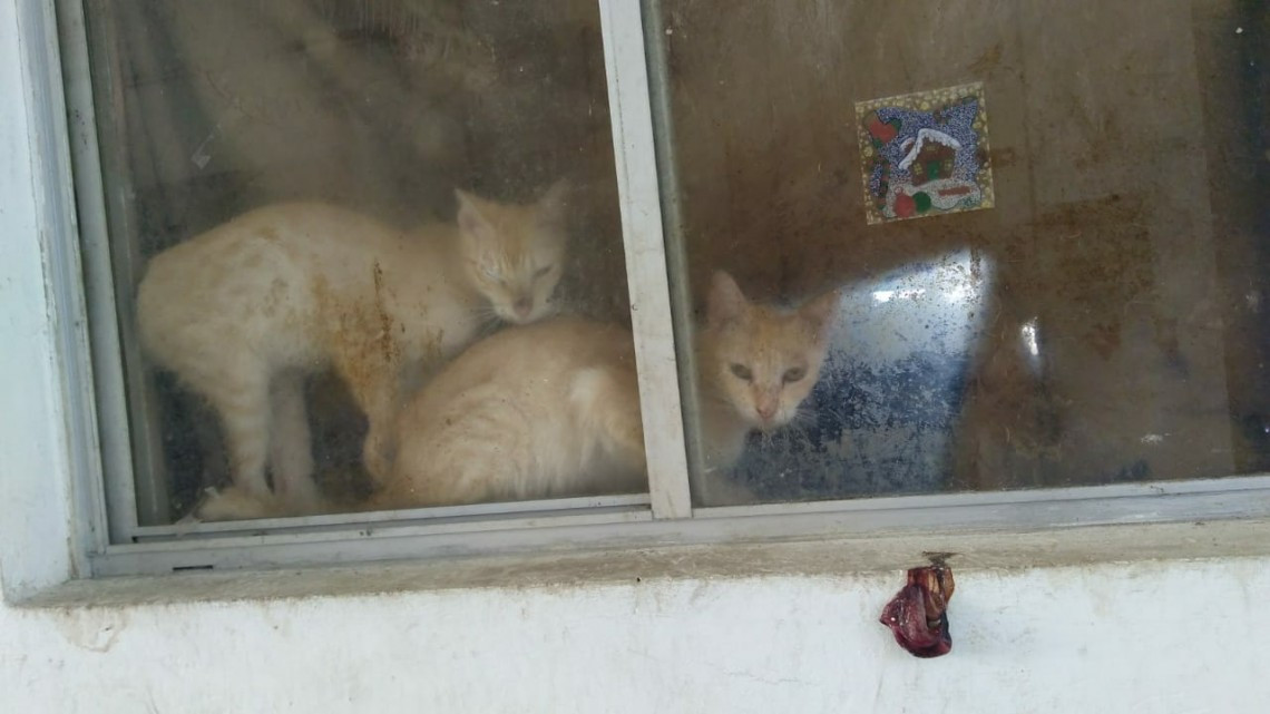 Departamento con 30 gatos causa estragos y molestias en la 20 de noviembre