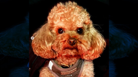 Orlando Bloom y su conmovedor mensaje tras perder a su perrito