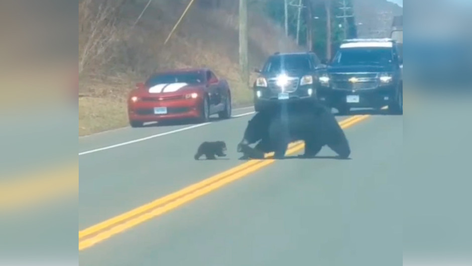 Mamá osa batalla con sus cachorros al intentar cruzar la calle