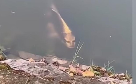 Captan en video a pez con “rostro humano”