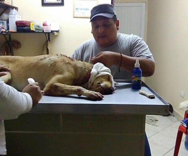 Facultarán a AC's para actuar  contra maltrato animal