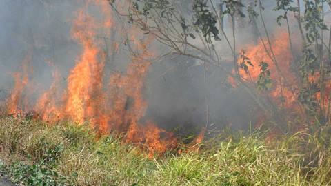 Oleadas de calor provocan incendios en pastizales 