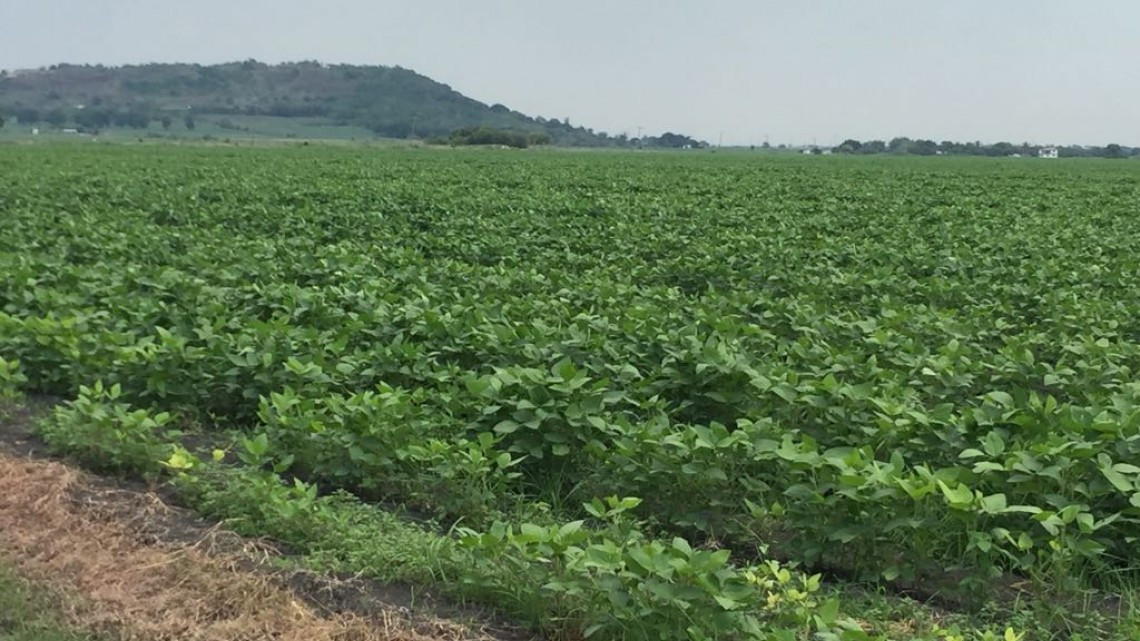 Existen condiciones para la siembra de soya en Altamira