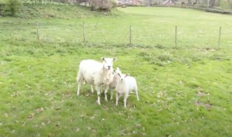Oveja derriba de un cabezazo a un dron de pastoreo 