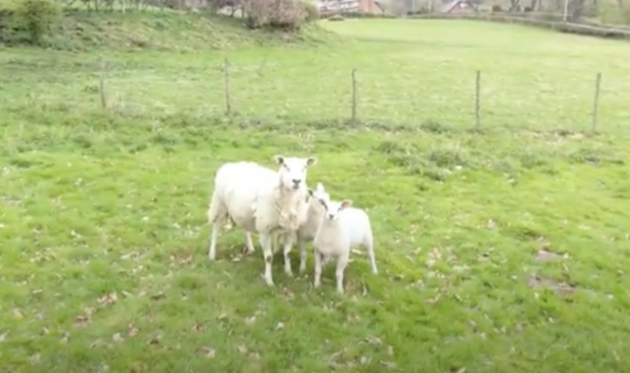 Oveja derriba de un cabezazo a un dron de pastoreo 
