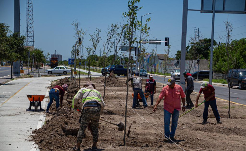 Importante reforestación se lleva a cabo en las principales avenidas de Matamoros
