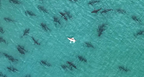 Dron capta una enorme manada de tiburones en playa de Florida