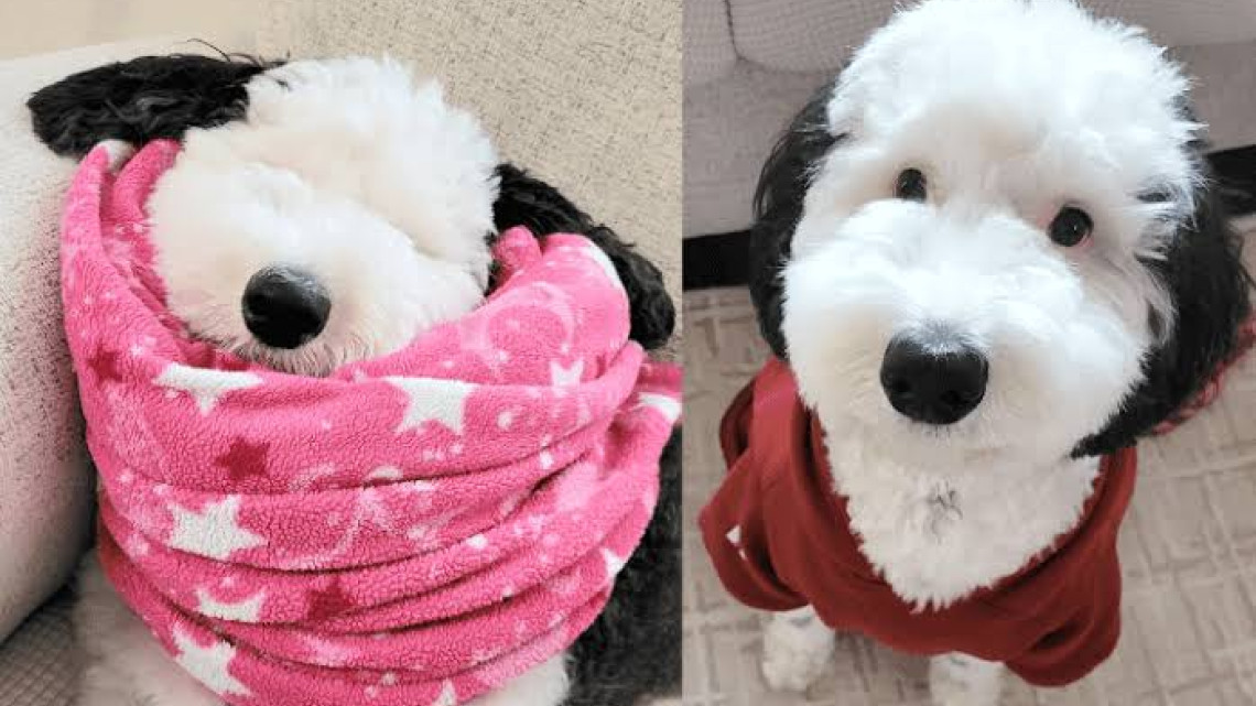 Bayley, la doble de Snoppy que es una sensación en las redes 