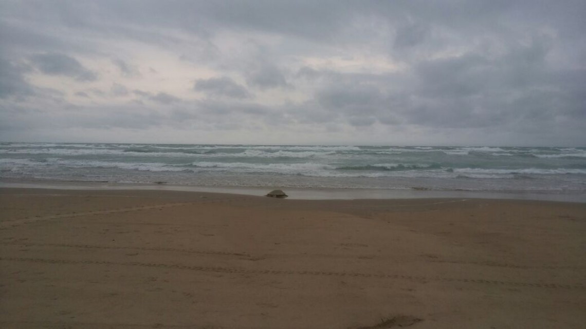 Continúa el arribo de tortugas Lora a playa Miramar