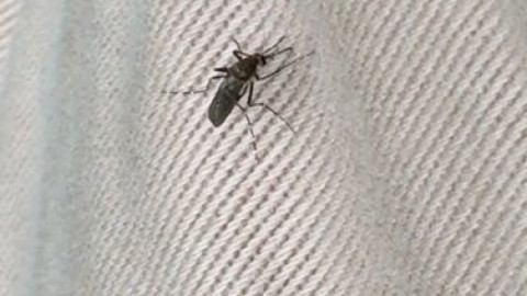 Municipio se suma a la lucha contra mosco transmisor de enfermedades.