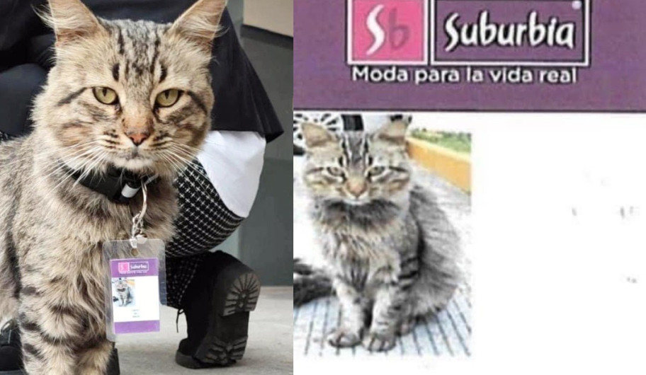 'Fredy del Mazo', el gatito trabajador de una tienda departamental