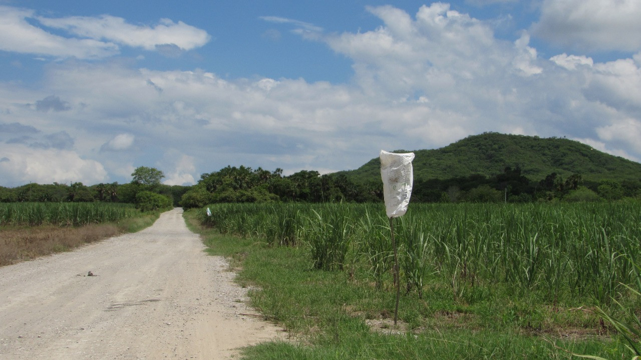 Gobierno del Estado mantiene bajo control la plaga  de langosta