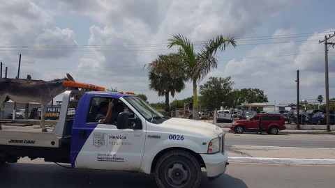 Autoridades remiten a barandilla a un burro 