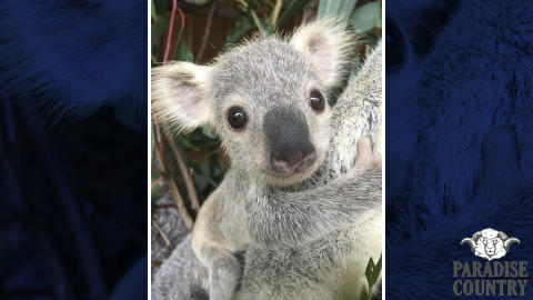 Australia ya tiene al koala más “hermoso” del país