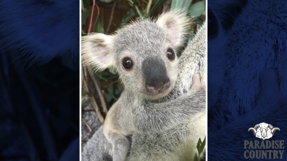 Australia ya tiene al koala más “hermoso” del país
