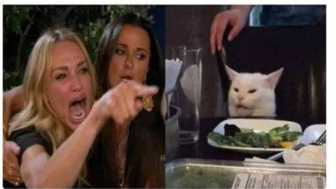 Conoce a Smudge, el famoso gato de los memes