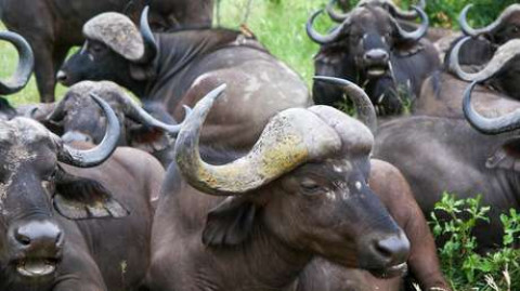 Búfalos atacan a leopardo para salvar una cría