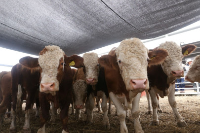 Prepara Desarrollo Rural evento de Mejoramiento Genético 2025