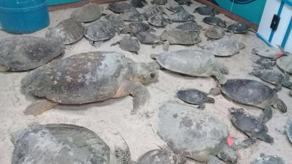 Brindan protección a 120 tortugas con riesgo de muerte por frío
