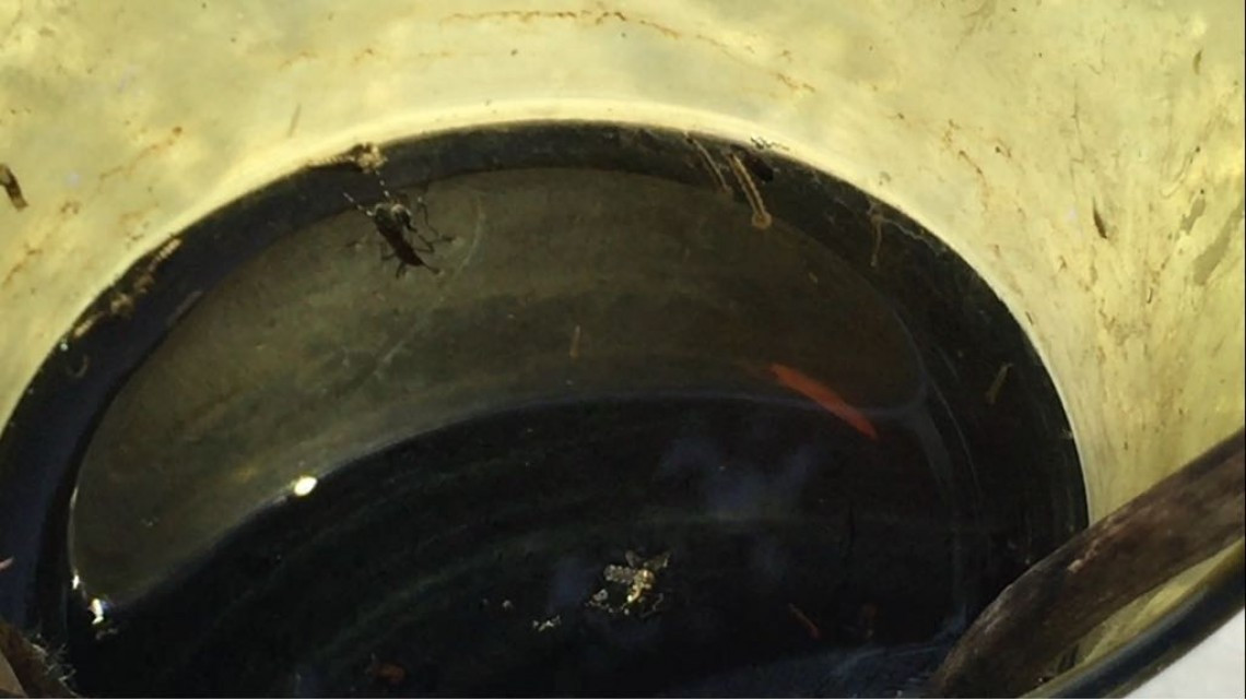 En proceso de investigación la denuncia de vectores