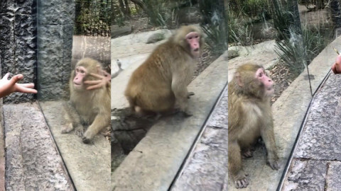 Sorprenden a mono con truco de magia 