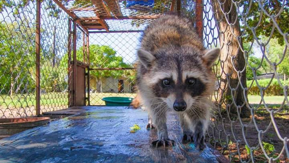 Realizan visitas a la Dirección de Agricultura y Vida Silvestre