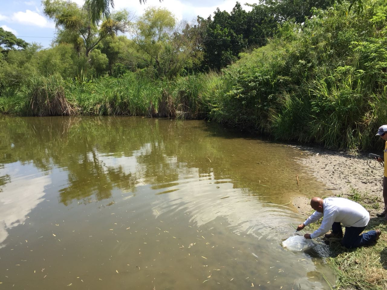 Siembran en lago de la facultad de derecho 800 crías de tilapia