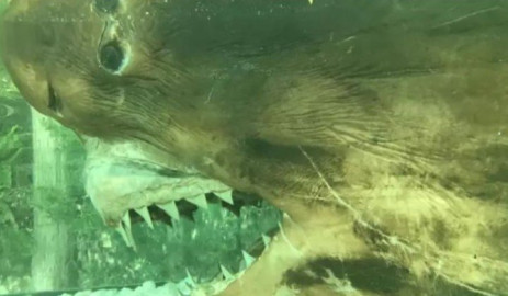 Hallan cadáver de tiburón en acuario abandonado