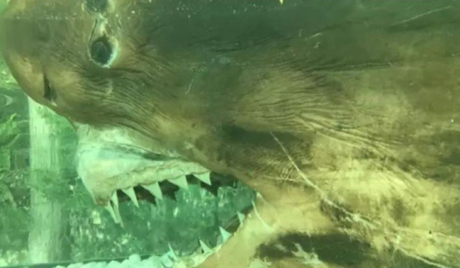 Hallan cadáver de tiburón en acuario abandonado