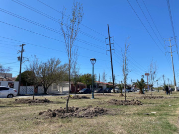 Reforestaran la ciudad con 3 mil árboles 
