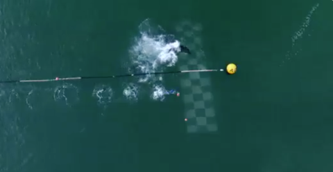 Michael Phelps pierde la carrera contra un tiburón blanco