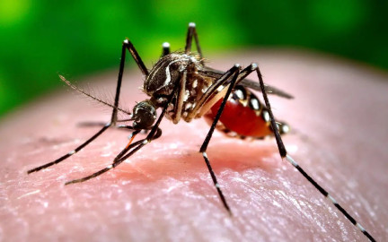 OPS advierte que se espera la peor temporada de dengue en la historia en América Latina