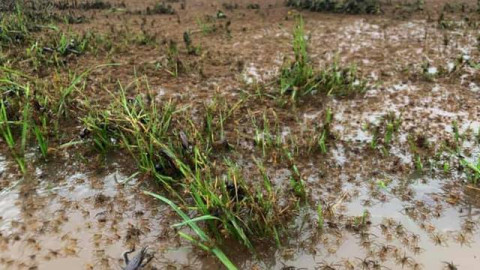 Miles de arañas huyen de las inundaciones en Australia