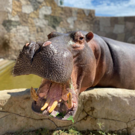 Abrirán zoológico y acuario de la ciudad en día de asueto; la entrada será gratis