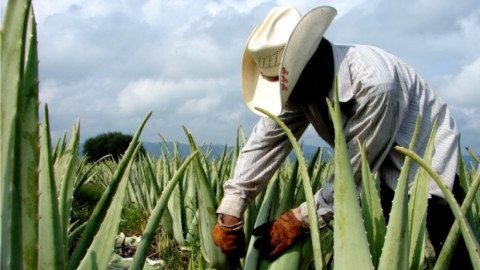 Con siembra de sábila arranca Programa de Reconversión de cultivos
