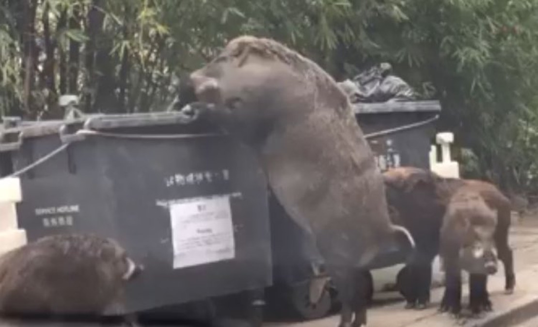 Enorme jabalí es captado junto a contenedores de basura