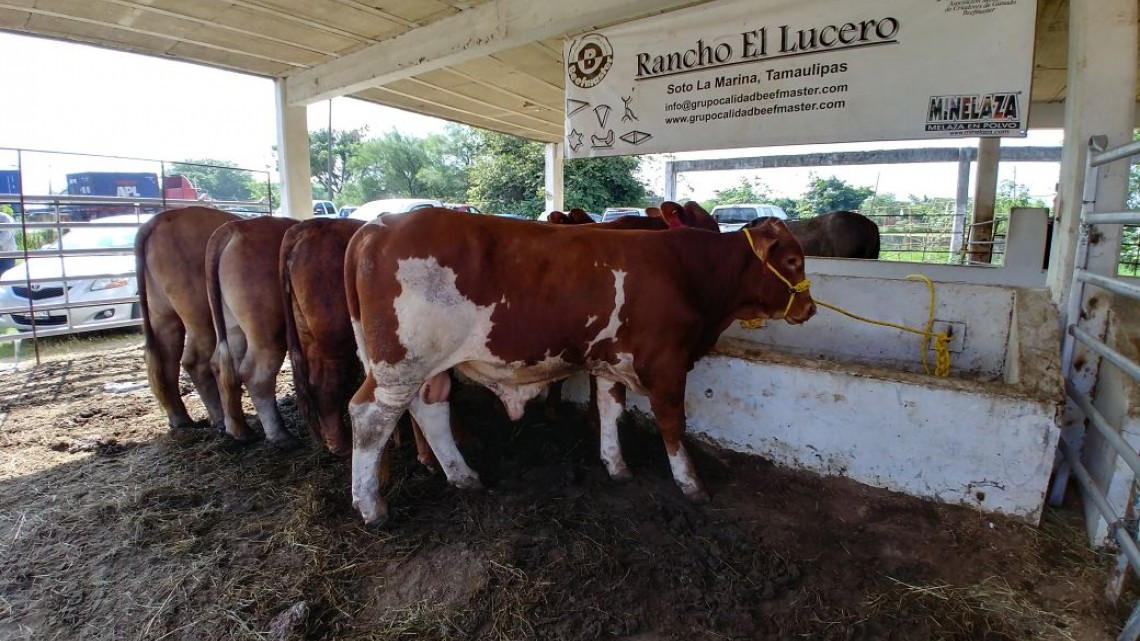 Autorizan más de 904 mil pesos para subsidiado a ganaderos