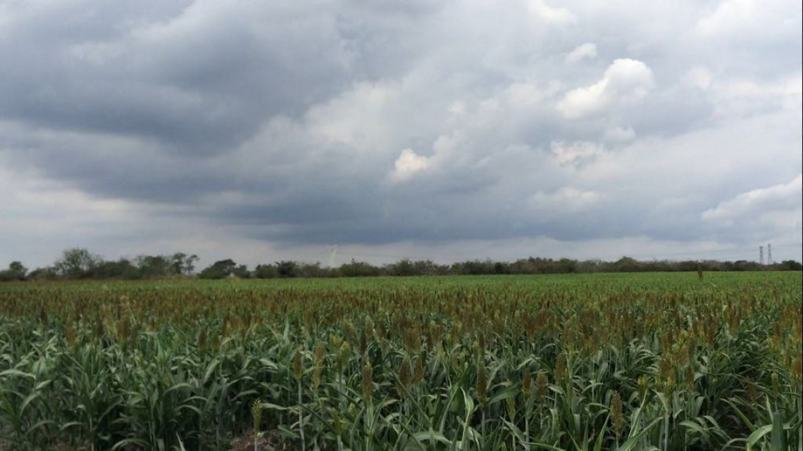 Rehabilitan caminos para siembra de 40,000 hectáreas de soya