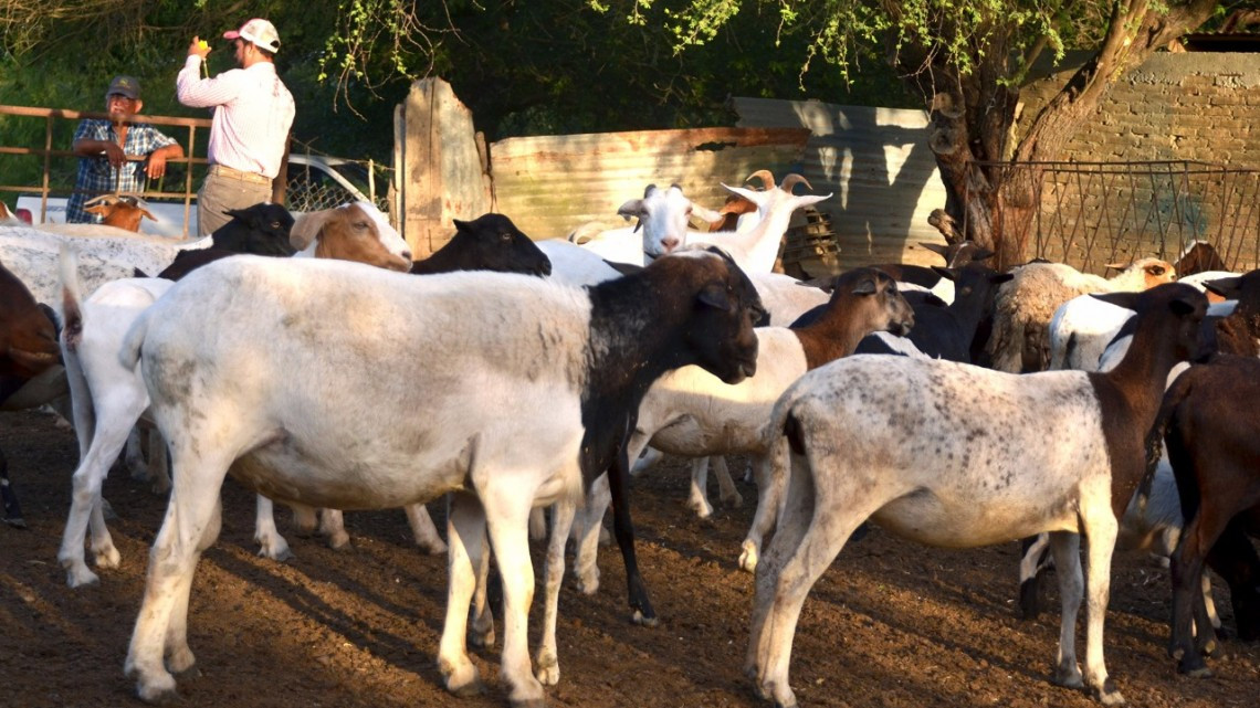 Capacitan a productores caprinos y bovinos