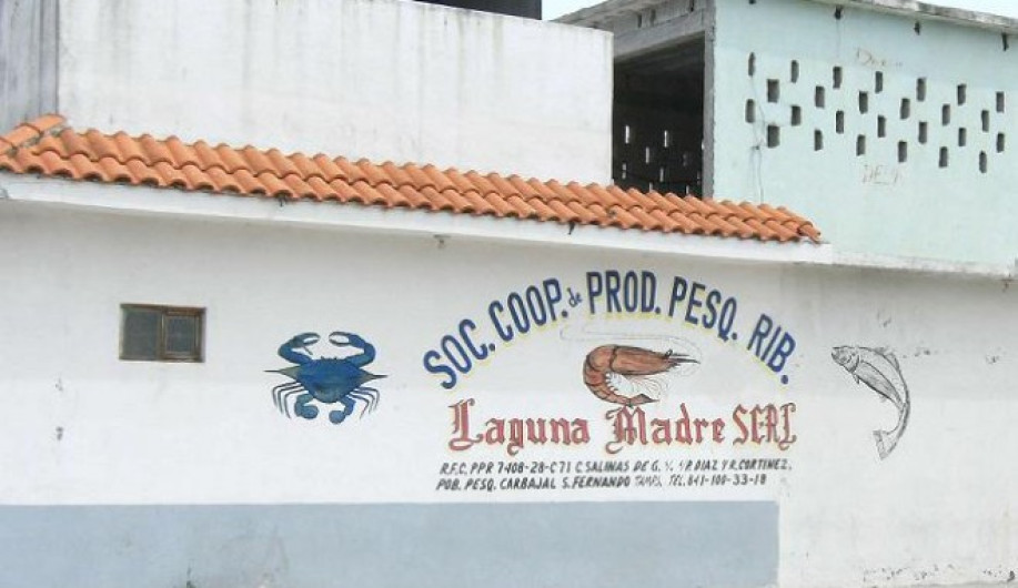 Sugieren modificar veda del camarón