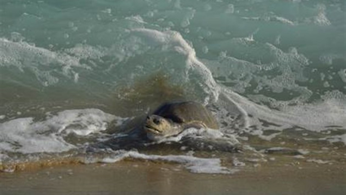 Recibe Oaxaca a cientos de tortugas Golfina