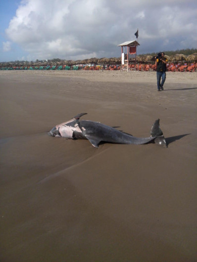 Aparece delfín muerto en Miramar
