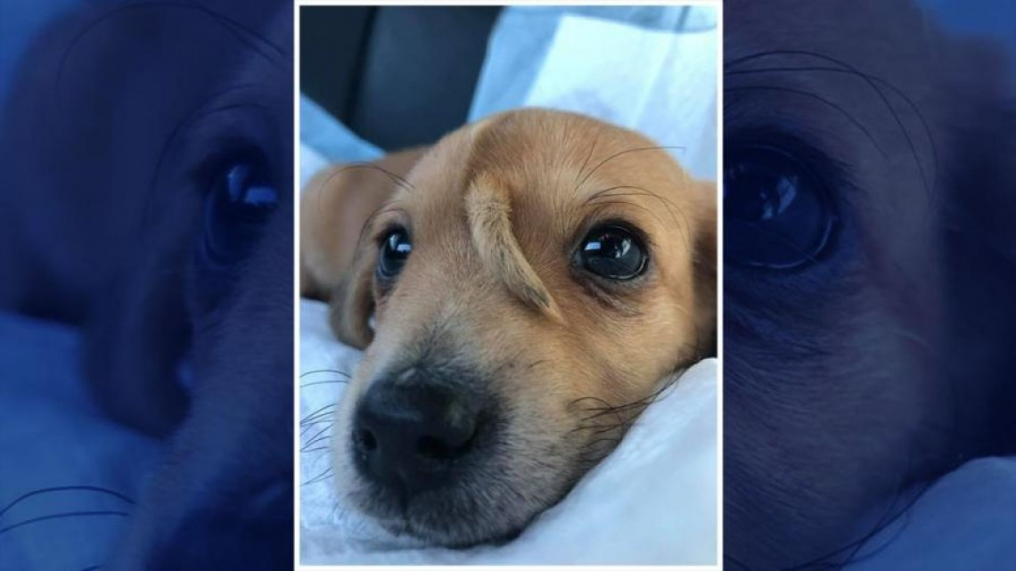 Conoce a ‘Narwhal’, el perrito “unicornio”