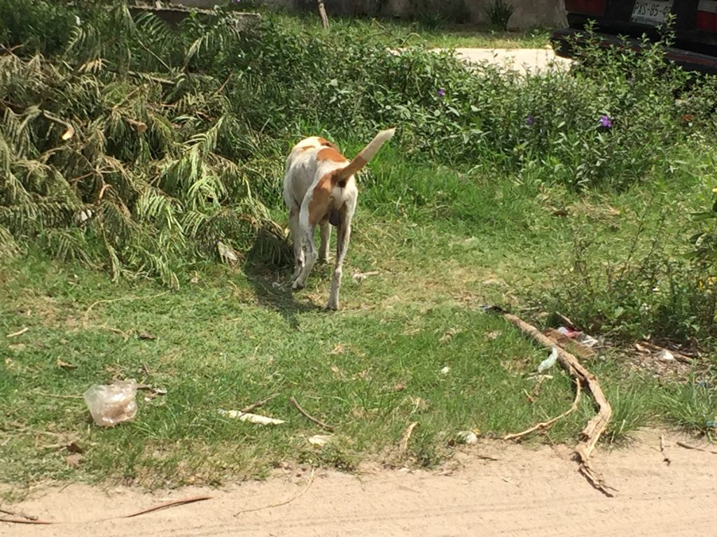 Avanza proyecto de reglamento de protección animal en Altamira