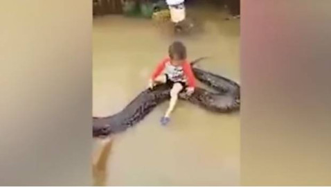 Niño de 6 años monta una pitón de 6 metros 