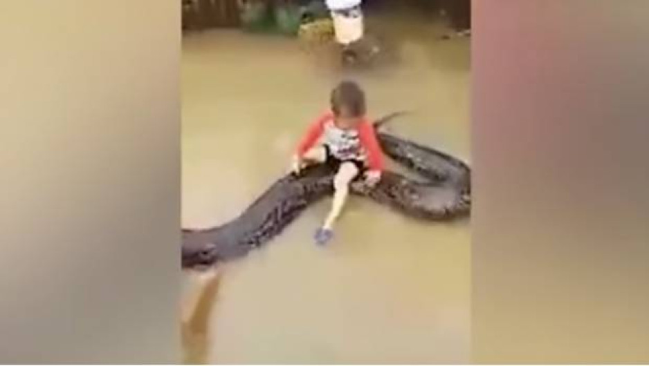 Niño de 6 años monta una pitón de 6 metros 