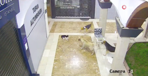 ¡Mamá al rescate!: Gata defiende a su cría del ataque de tres perros