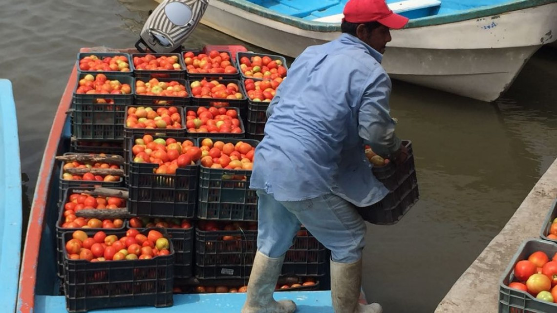 Márgenes del Tamesí, registran buena producción de tomate